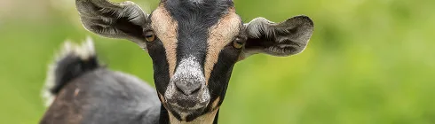 Домашня худоба