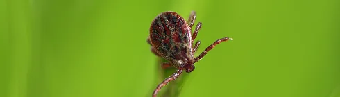 Кліщі домашнього пилу та зберігання