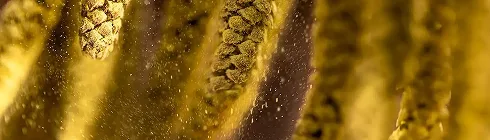 Пилок дерев