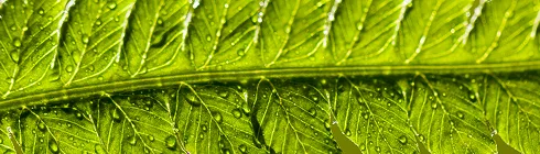 Пилок бур'янів