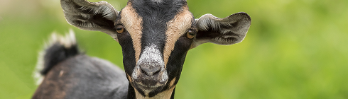 Домашня худоба