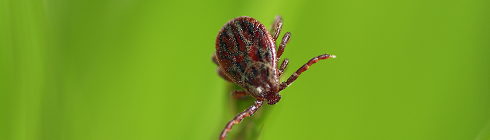 Кліщі домашнього пилу та зберігання