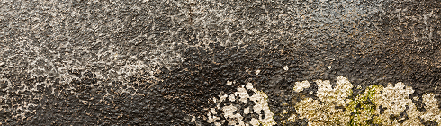 Цвіль та дріжджові гриби