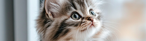 Домашні тварини