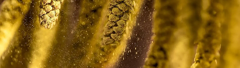 Пилок дерев